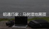昭通巧家：马树湿地黑颈鹤数量增至257只